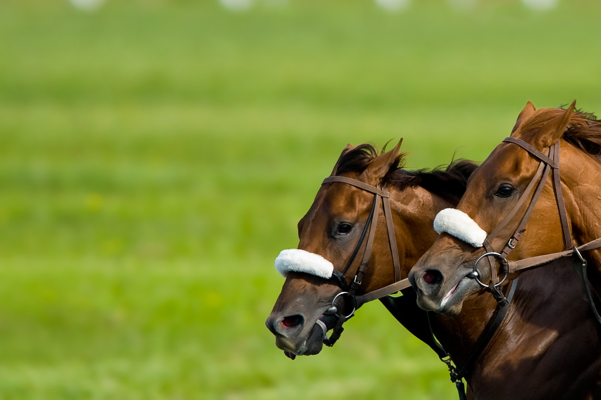 Horses and their jockeys mid-jumping.